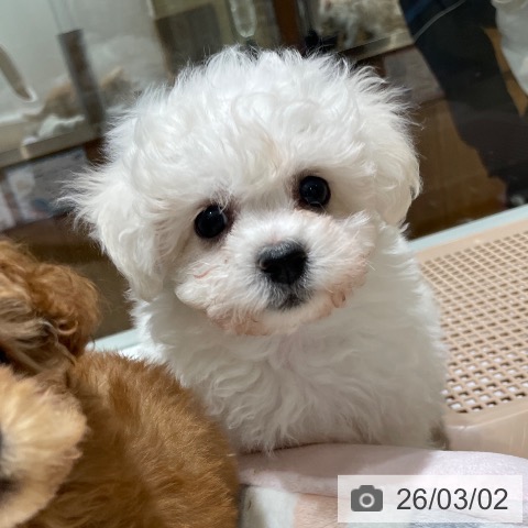 長野県のビションフリーゼ (ペットプラス 須坂店/2025年12月28日生まれ/女の子/ホワイト)の子犬の3枚目の画像