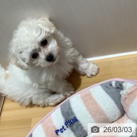 山梨県のビションフリーゼ (ペットプラス 甲府昭和店/2025年12月28日生まれ/女の子/ホワイト)の子犬の4枚目の画像