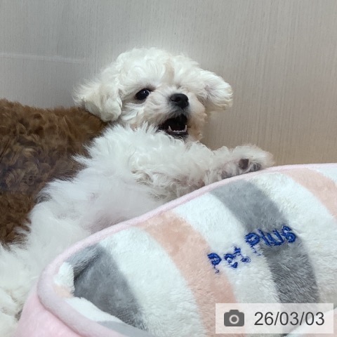 山梨県のビションフリーゼ (ペットプラス 甲府昭和店/2025年12月28日生まれ/女の子/ホワイト)の子犬の3枚目の画像