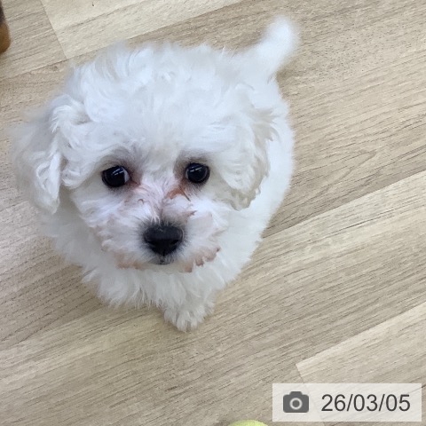 山梨県のビションフリーゼ (ペットプラス 甲府昭和店/2025年12月28日生まれ/女の子/ホワイト)の子犬の4枚目の画像