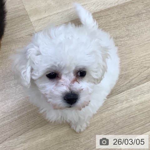 山梨県のビションフリーゼ (ペットプラス 甲府昭和店/2025年12月28日生まれ/女の子/ホワイト)の子犬の3枚目の画像