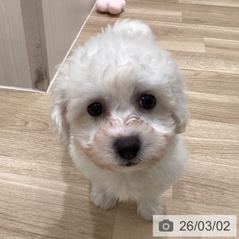 神奈川県のビションフリーゼ (ペットプラス 天王町店/2025年12月28日生まれ/男の子/ホワイト)の子犬の3枚目の画像