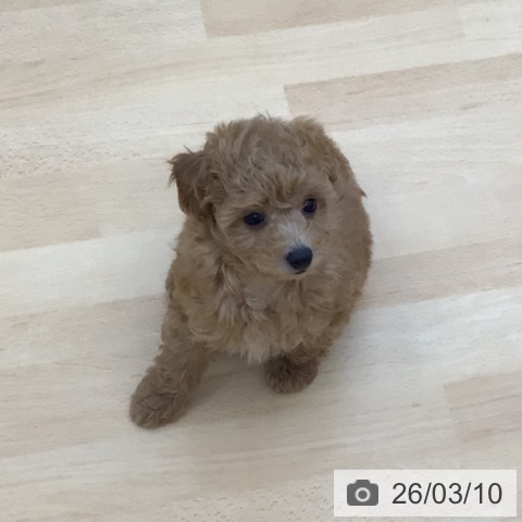 青森県のトイプードル(トイ) (ペットプラス 青森浜田店/2025年12月23日生まれ/女の子/レッド)の子犬の4枚目の画像