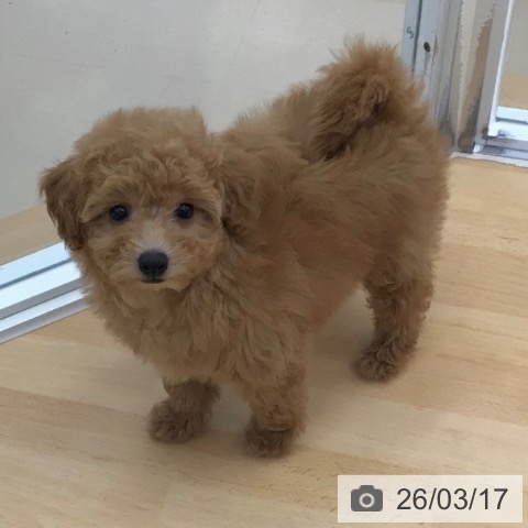 青森県のトイプードル(トイ) (ペットプラス 青森浜田店/2025年12月23日生まれ/女の子/レッド)の子犬の4枚目の画像