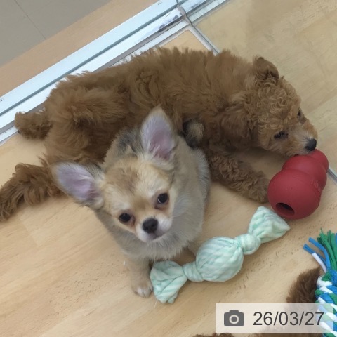 青森県のトイプードル(トイ) (ペットプラス 青森浜田店/2025年12月23日生まれ/女の子/レッド)の子犬の4枚目の画像