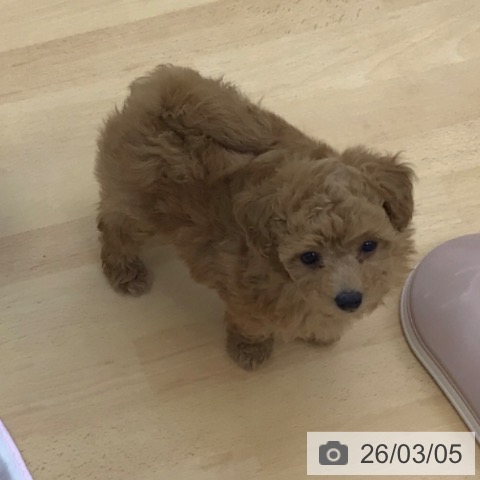 青森県のトイプードル(トイ) (ペットプラス 青森浜田店/2025年12月23日生まれ/女の子/レッド)の子犬の3枚目の画像