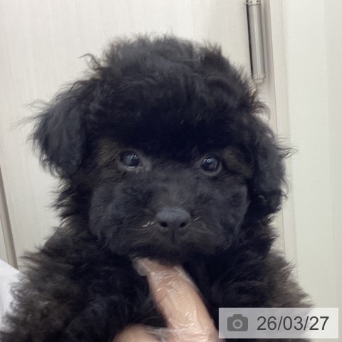 宮城県のトイプードル(トイ) (ペットプラス 名取店/2025年12月23日生まれ/女の子/ブリンドル)の子犬の3枚目の画像