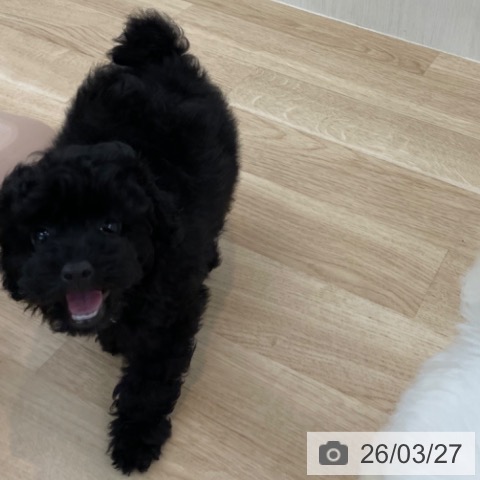 トイ・プードルの写真