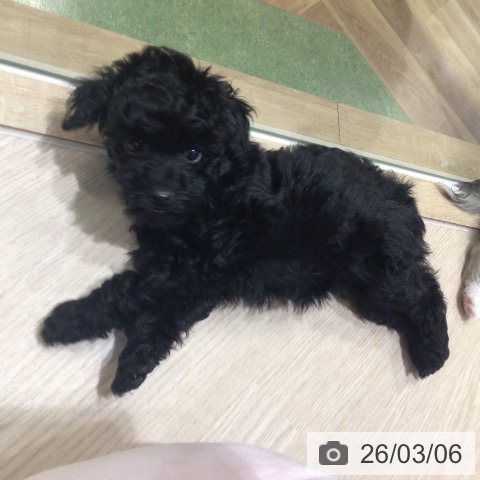 神奈川県のトイプードル(トイ) (ペットプラス 川崎ルフロン店/2025年12月23日生まれ/女の子/ブラック)の子犬の3枚目の画像