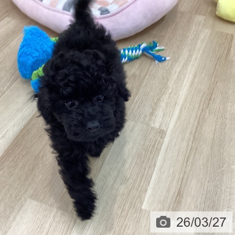 神奈川県のトイプードル(トイ) (ペットプラス 相模原並木店/2025年12月23日生まれ/女の子/ブラック)の子犬の4枚目の画像