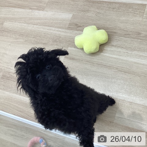 神奈川県のトイプードル(トイ) (ペットプラス 相模原並木店/2025年12月23日生まれ/女の子/ブラック)の子犬の4枚目の画像