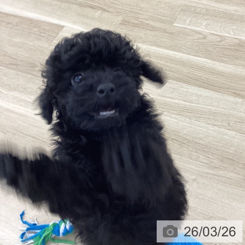 神奈川県のトイプードル(トイ) (ペットプラス 相模原並木店/2025年12月23日生まれ/女の子/ブラック)の子犬の3枚目の画像