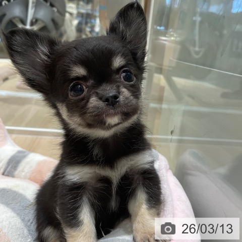 埼玉県のチワワ(ロング) (ペットプラス ららぽーと富士見店/2025年12月29日生まれ/女の子/ブラックタン)の子犬の3枚目の画像