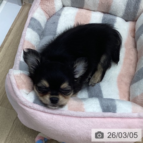 福島県のチワワ(ロング) (ペットプラス 福島店/2025年12月29日生まれ/男の子/ブラックタン)の子犬の3枚目の画像