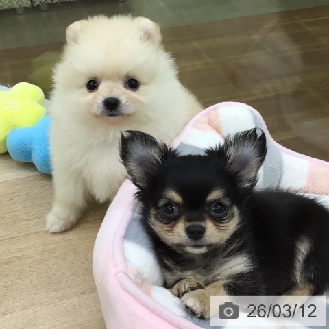 福島県のチワワ(ロング) (ペットプラス 福島店/2025年12月29日生まれ/男の子/ブラックタン)の子犬の4枚目の画像