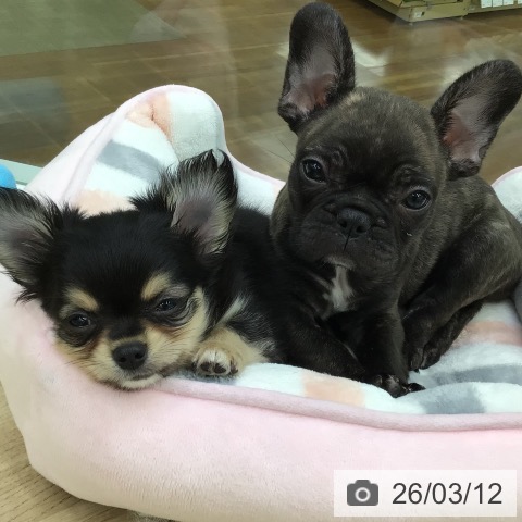 福島県のチワワ(ロング) (ペットプラス 福島店/2025年12月29日生まれ/男の子/ブラックタン)の子犬の3枚目の画像