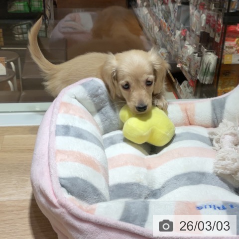 ミニチュア・ダックスフンドの写真