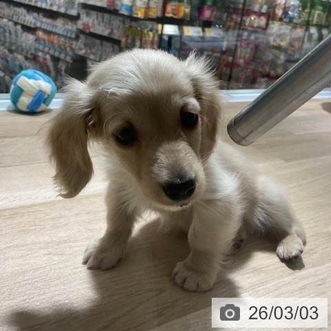 ミニチュア・ダックスフンドの写真