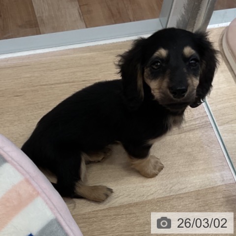 ミニチュア・ダックスフンドの写真