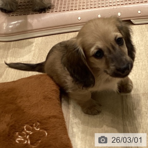 ミニチュア・ダックスフンドの写真