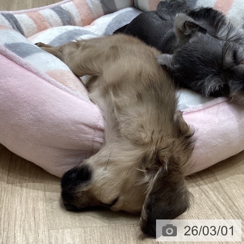 ミニチュア・ダックスフンドの写真