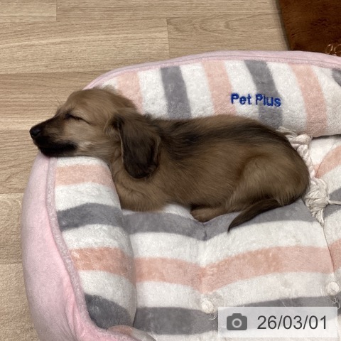 ミニチュア・ダックスフンドの写真