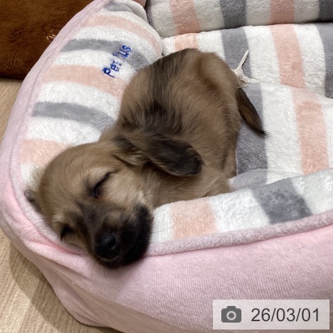 ミニチュア・ダックスフンドの写真