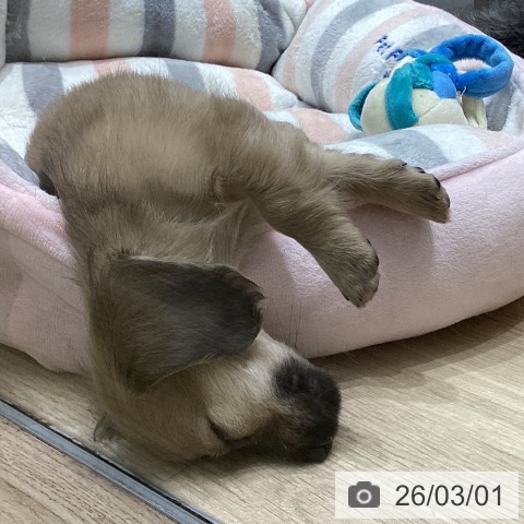 ミニチュア・ダックスフンドの写真