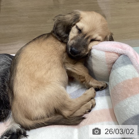 ミニチュア・ダックスフンドの写真