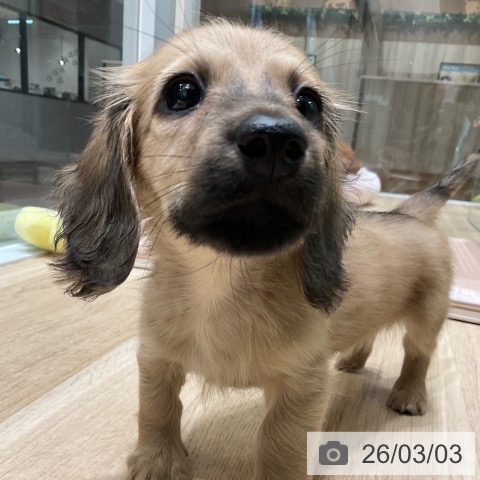 ミニチュア・ダックスフンドの写真