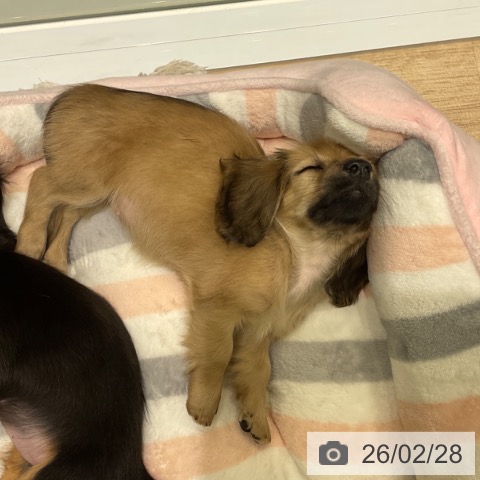 ミニチュア・ダックスフンドの写真