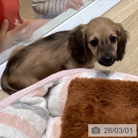 ミニチュア・ダックスフンドの写真