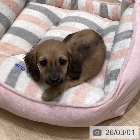 ミニチュア・ダックスフンドの写真