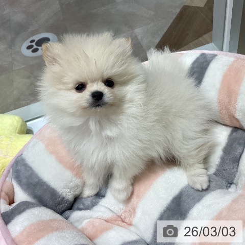 宮城県のポメラニアン (ペットプラス 名取店/2025年12月30日生まれ/男の子/クリーム)の子犬の4枚目の画像