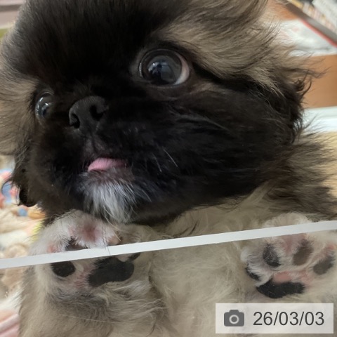 ペキニーズの写真