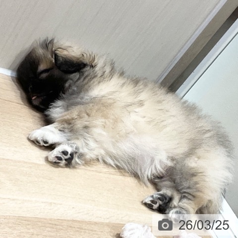 神奈川県のペキニーズ (ペットプラス 湘南平塚店/2025年12月26日生まれ/男の子/フォーン)の子犬の4枚目の画像