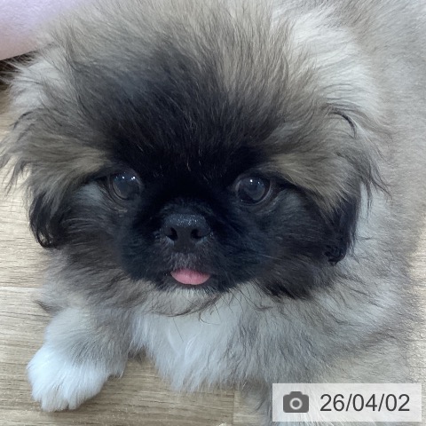 神奈川県のペキニーズ (ペットプラス ゆめが丘ソラトス店/2025年12月26日生まれ/男の子/フォーン)の子犬の4枚目の画像