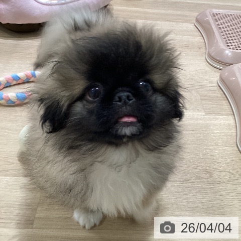 神奈川県のペキニーズ (ペットプラス ゆめが丘ソラトス店/2025年12月26日生まれ/男の子/フォーン)の子犬の4枚目の画像