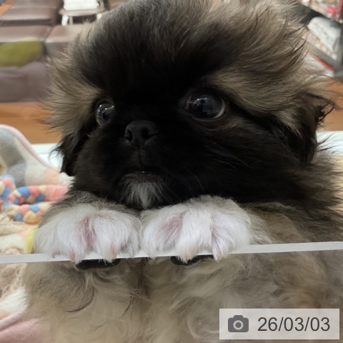 ペキニーズの写真