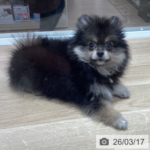 千葉県のポメラニアン (ペットプラス 幕張新都心店/2025年12月29日生まれ/男の子/ブラックタン)の子犬の4枚目の画像