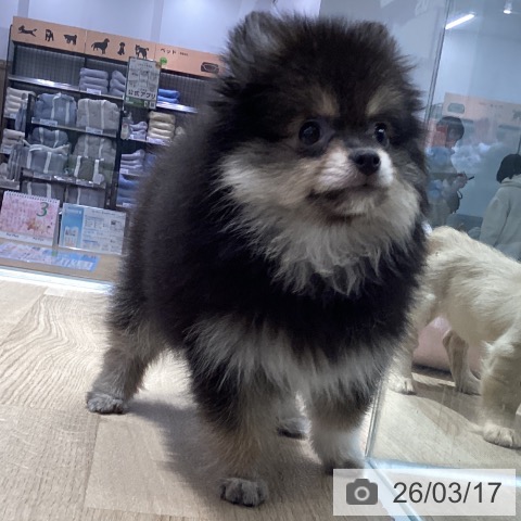 千葉県のポメラニアン (ペットプラス 幕張新都心店/2025年12月29日生まれ/男の子/ブラックタン)の子犬の3枚目の画像