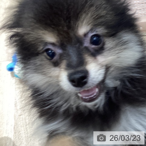 千葉県のポメラニアン (ペットプラス 木更津店/2025年12月29日生まれ/男の子/ブラックタン)の子犬の4枚目の画像