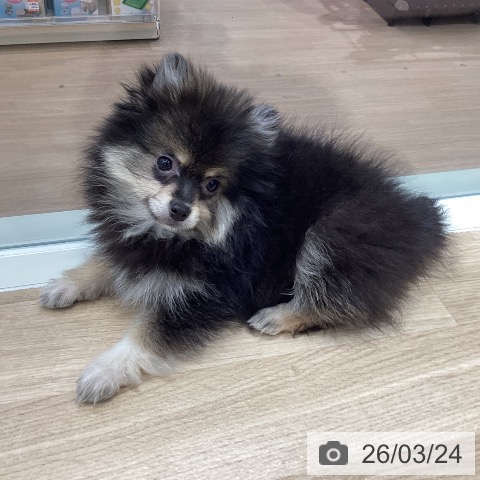 千葉県のポメラニアン (ペットプラス 木更津店/2025年12月29日生まれ/男の子/ブラックタン)の子犬の3枚目の画像