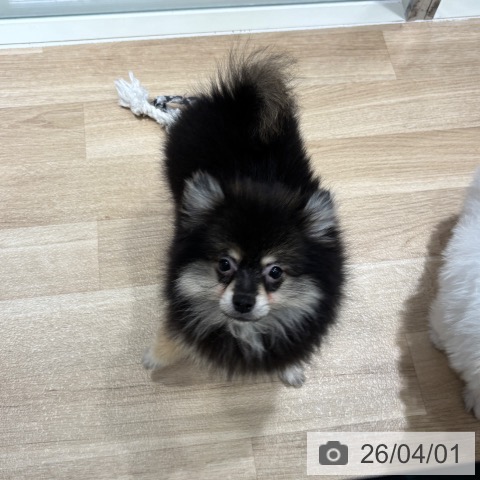 千葉県のポメラニアン (ペットプラス 木更津店/2025年12月29日生まれ/男の子/ブラックタン)の子犬の3枚目の画像