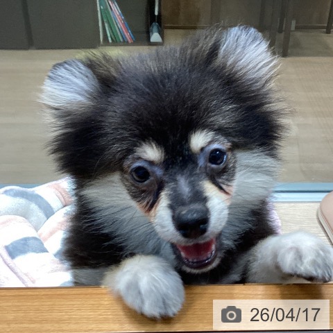 ポメラニアンの写真