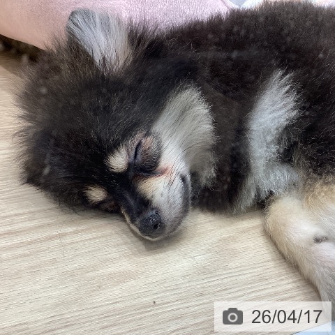 ポメラニアンの写真