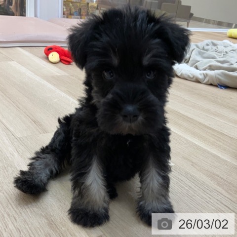 ミニチュア・シュナウザーの写真