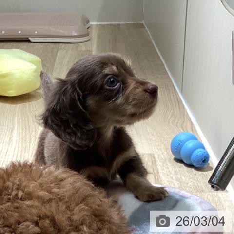 埼玉県のミニチュアダックスフンド(ロング) (ペットプラス イオンモール春日部店/2025年12月30日生まれ/男の子/チョコレートイエロー)の子犬の4枚目の画像