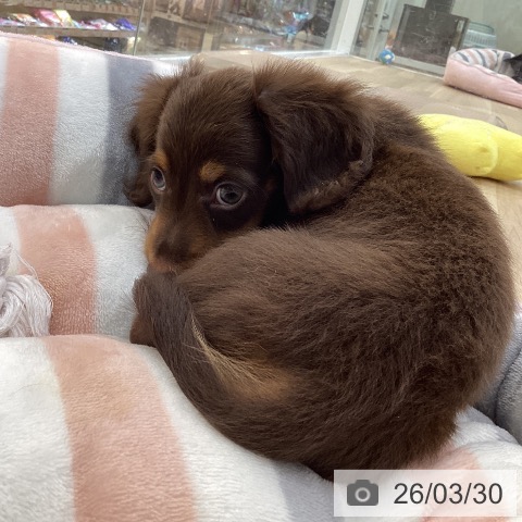 ミニチュア・ダックスフンドの写真