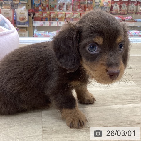 ミニチュア・ダックスフンドの写真